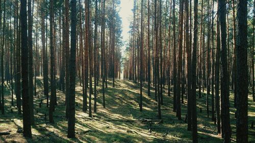 Trees in forest