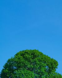 Low angle view of trees against blue sky