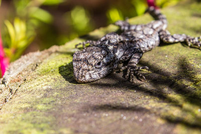 Close-up of a lizard on rock