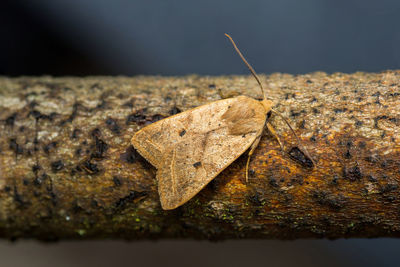 Close-up of dry leaf