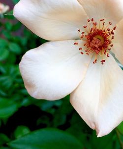 Close-up of white flower blooming outdoors