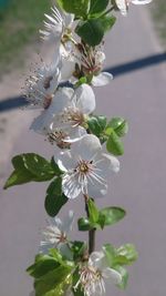 Close-up of white flowers