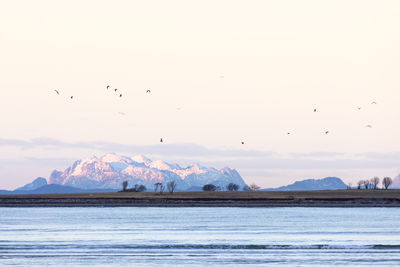 Birds flying over lake against sky