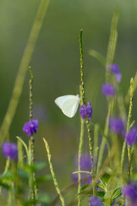 Male florida white butterfly appias drusilla perches on a purple flower in a garden in key west, 