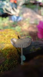 Close-up of mushroom growing on field