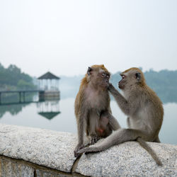 Monkeys sitting on retaining wall against lake