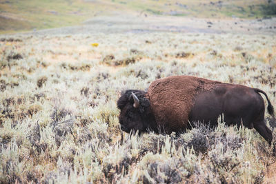 Yellowstone bison