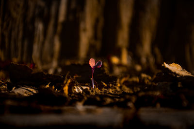 Close-up of fly agaric mushroom