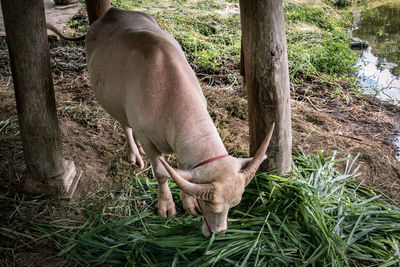 High angle view of water buffaloes grazing in shed