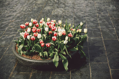 Close-up of red flowers