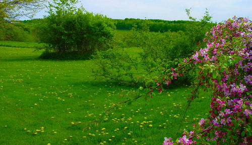Flowering plants and trees against sky