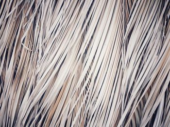 Full frame shot of palm leaf