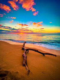 Driftwood on beach against sky during sunrise hawaii 