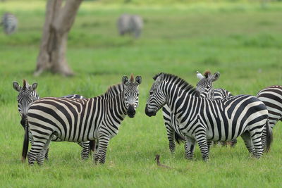 Zebras in a field