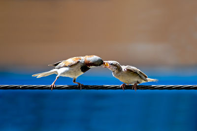 Newly born, hungry baby sparrow barely balancing on wire being fed with food from parents.