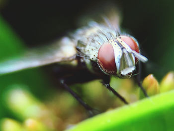 Close-up of fly on leaf