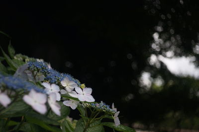 Close-up of white flowering plant