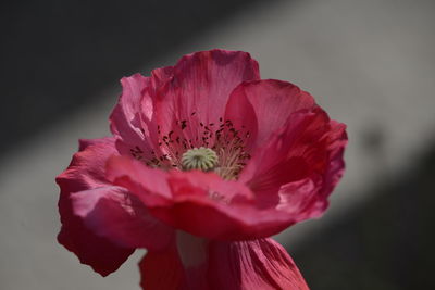 Close-up of pink hibiscus flower