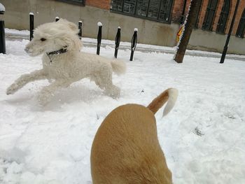 Close-up of dog during winter