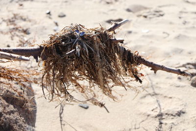 Close-up of dead plant on land