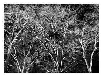 Close-up of bare trees in forest