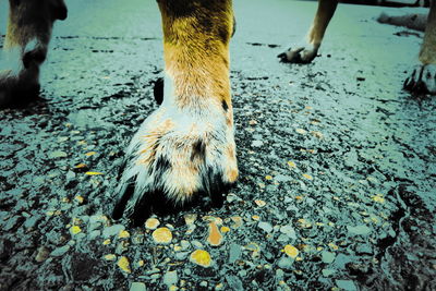 Close-up of dog on ground