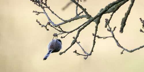 Low angle view of bird perching on tree