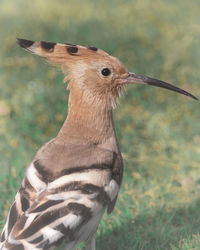 Portrait shot from close-up of the hoopoe