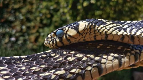 Close-up of an animal