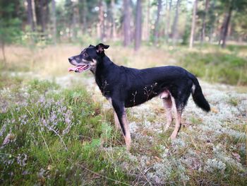 Side view of black dog on grass