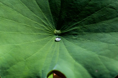 High angle view of insect on leaf