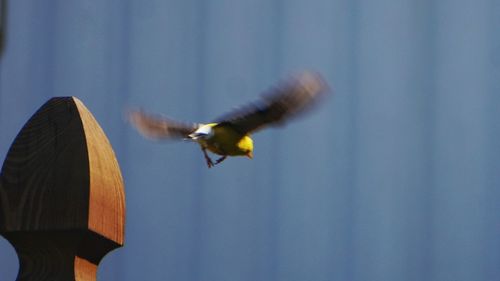 Close-up of bird flying