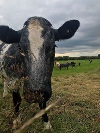 Cows grazing in the field