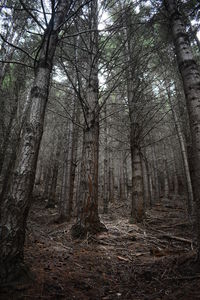 Trees in forest