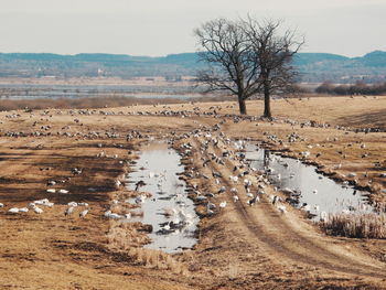 High angle view of birds and ponds