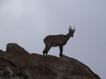 Low angle view of horse on rock against sky