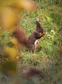 Squirrel on a field