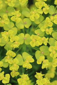 Full frame shot of yellow flowering plants