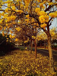 Yellow flowers on tree