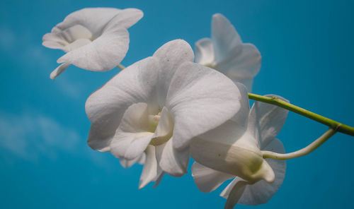 Close-up of white flower against blue background