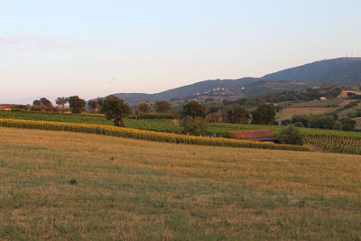 Scenic view of rural landscape