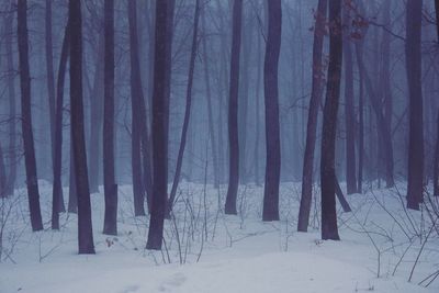 Trees in forest during winter