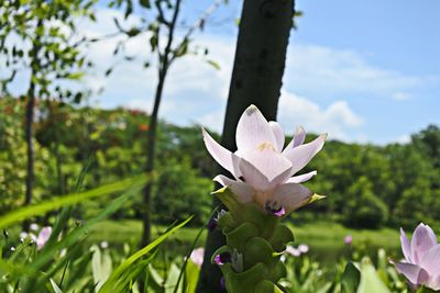 Close-up of pink flowering plant