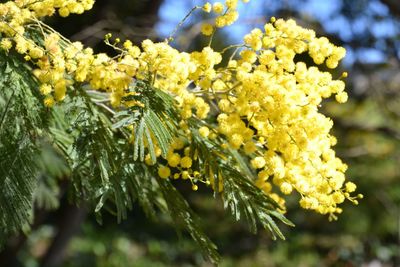 Close-up of yellow flowers