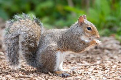 Portrait of an eastern grey squirrel  eating a nut