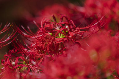 Close-up of red flowering plant