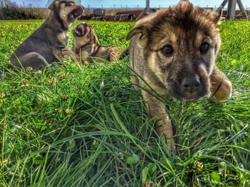 Dog standing on grassy field