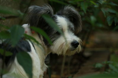 Close-up of dog outdoors