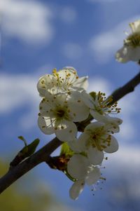 Apple blossoms in spring