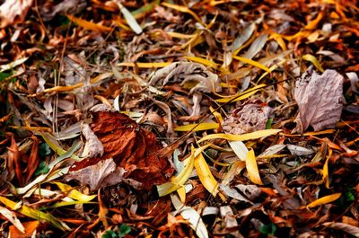 Fallen leaves on ground